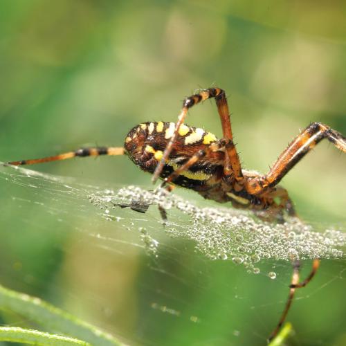 Réf. 294 231 : Argiope bruennichi